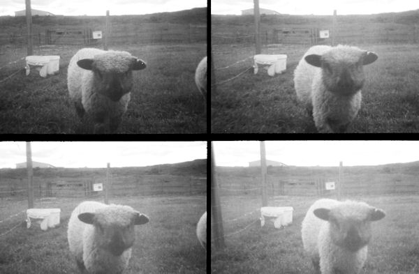 Lomo polyptych image of sheep.