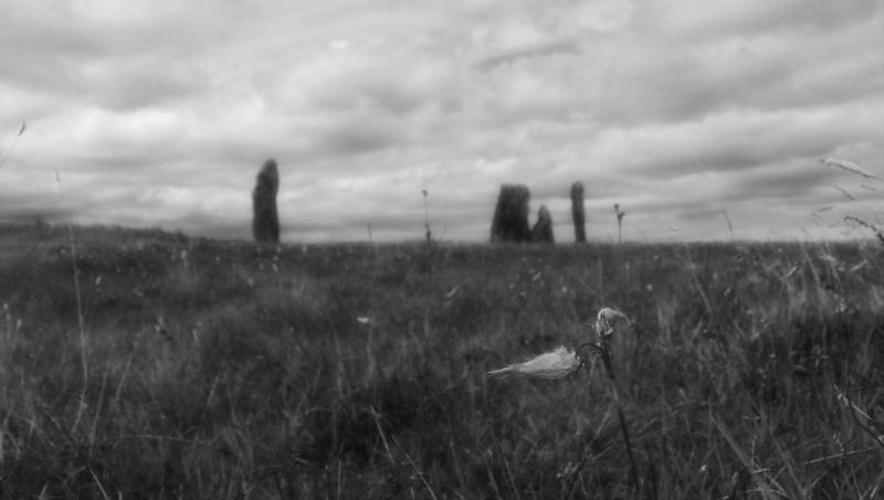 Bog Cotton with Callanish IV in the background