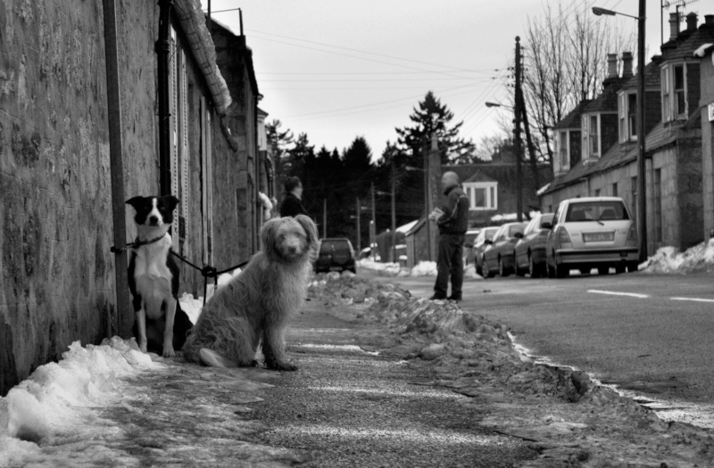 Portrait of two dogs, Ballater, Aberdeenshire. High res available.