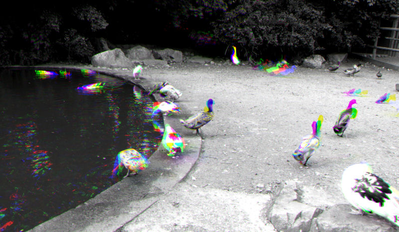 Ducks with a Harris Shutter Effect. <br />Three pictures of this scene were taken in quick succession, in colour, and imported into photo-editing software. Each image was desaturated 99% (black and white to the eye, but still colour to the computer) then each split into the constituant Red, Green and Blue channels. Then one image was recreated with the ref from one, green from another and blue from the third to create this effect.