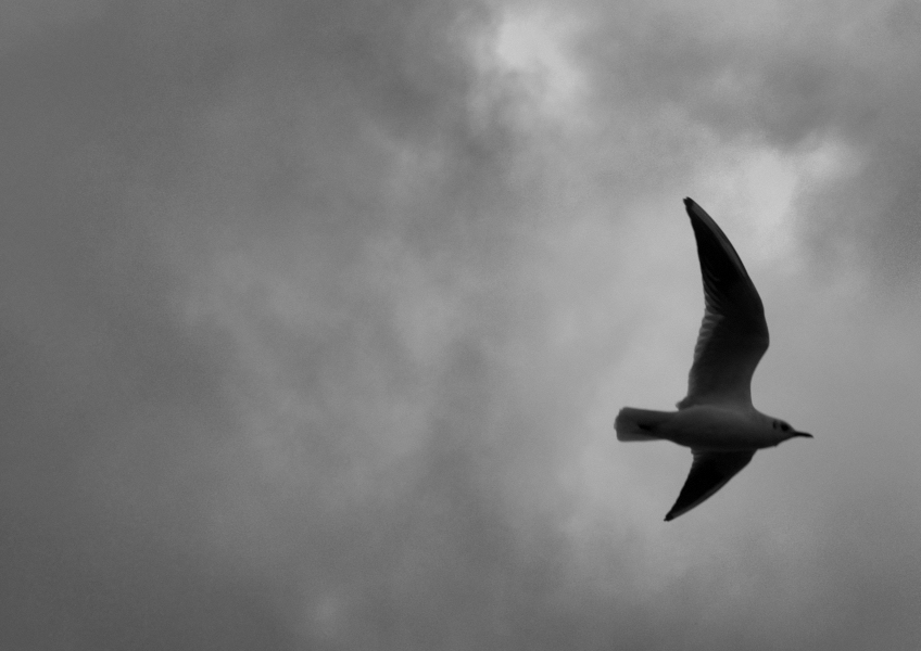 Seabird in flight, Aberdeen