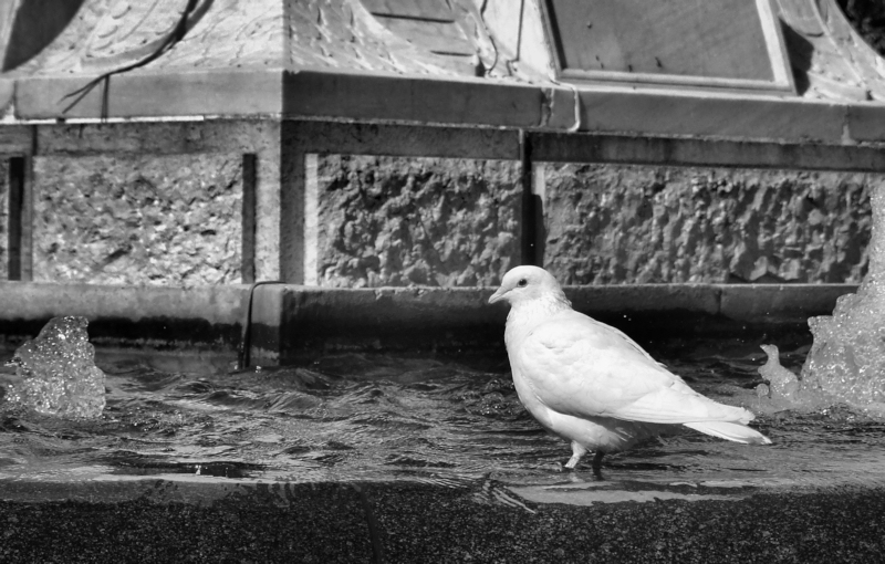 Pigeon in Fountain in Cordoba, Spain