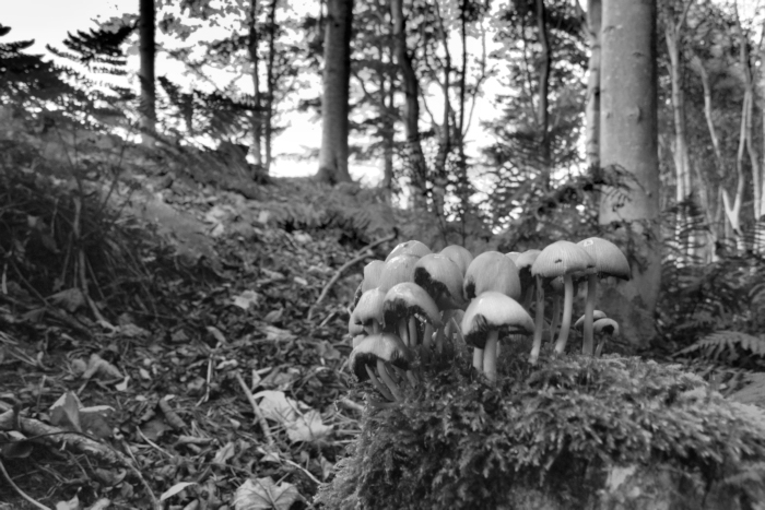 Mushrooms in Dunottar Woods