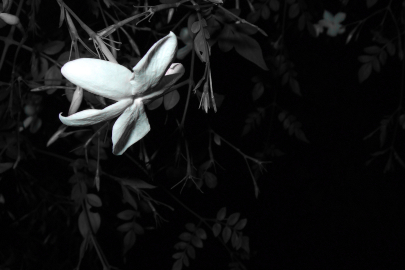 A Jasmine flower at night