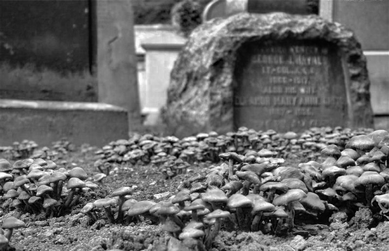 Mushrooms in the Cemetery of St Machar's Cathedral