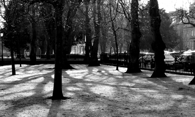 Patterns cast by the shadows of trees