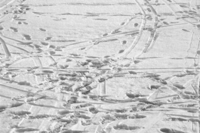 Prints and traces in the snow, Aboyne, Scotland