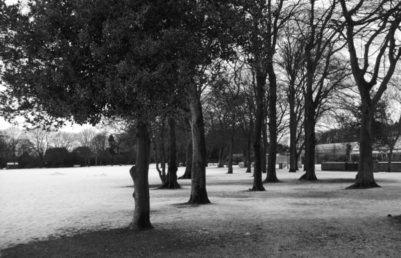 Trees in Duthie Park, Aberdeen. High res available.