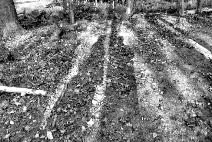 Two shadows on autumn leaves (self portrait)