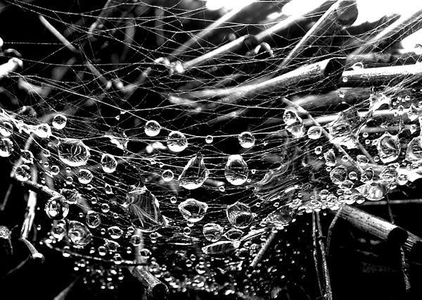 Water caught in a web, Sanok, Poland.